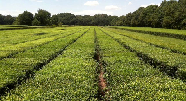 Khám phá trang trại trà thương mại duy nhất ở Mỹ