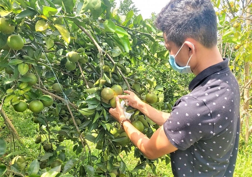 Người trồng cam ở huyện Nam Đông gặp nhiều khó khăn bởi dịch COVID-19 khi số lượng cam cần têu thụ lên đến 200 tấn