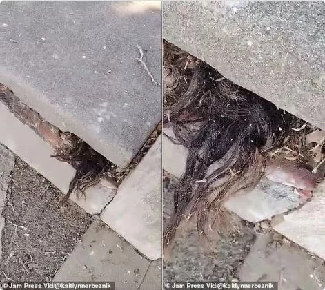 Nhúm tóc được anh Morrison phát hiện thò ra từ ngôi mộ. 