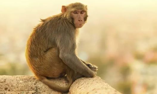 Con khỉ đi 22 km về làng 'trả thù' người dân