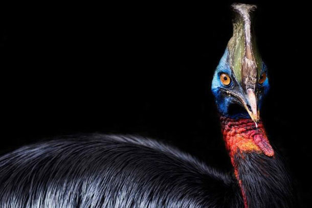 Loài chim nguy hiểm nhất thế giới này từng là “thú cưng” của con người 18.000 năm trước