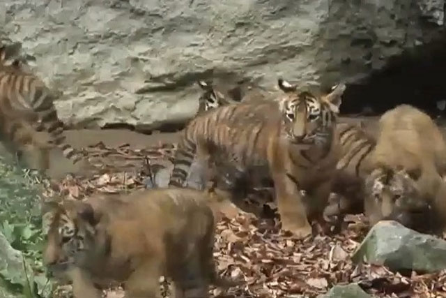 Virus SARS-COV-2 có thể đột biến thông qua động vật