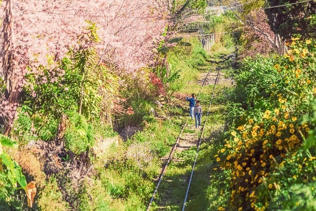 Ngẩn ngơ ngắm góc đường tàu ở Đà Lạt nên thơ như truyện tranh Nhật