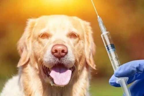 Các mẹo sơ cứu khi bị chó cắn