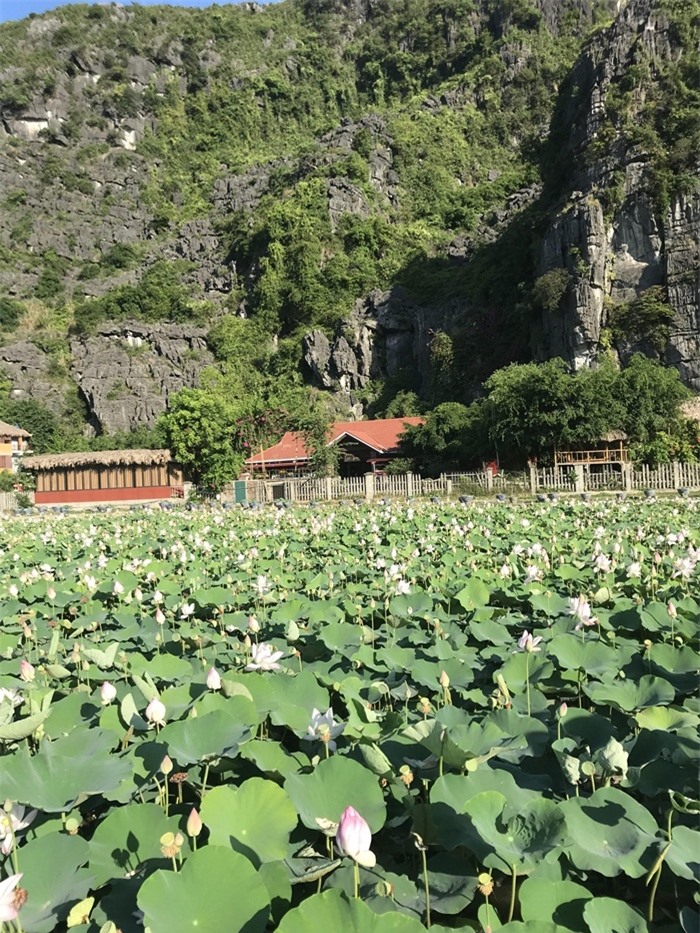 Hang Múa Ninh Bình đẹp thơ mộng mùa sen nở - 1