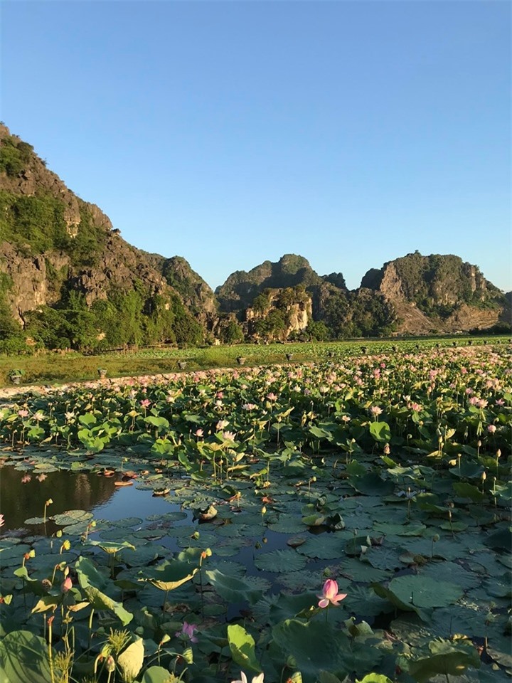 Hang Múa Ninh Bình đẹp thơ mộng mùa sen nở - 12