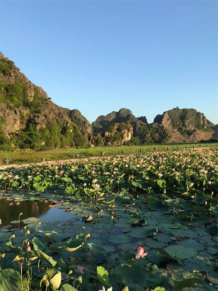 Hang Múa Ninh Bình đẹp thơ mộng mùa sen nở - 12