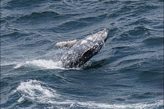 Bị lưới quấn chặt miệng, cá voi có sống sót?