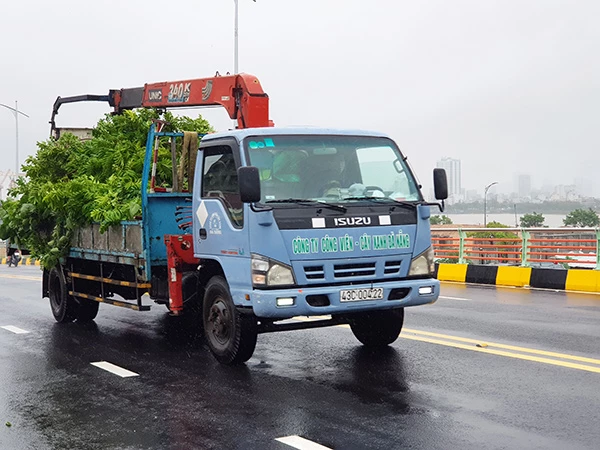 Công ty Công viên - Cây xanh Đà Nẵng khẩn trương cắt tỉa cây xanh đường phố để hạn chế ngã đổ do mưa bão