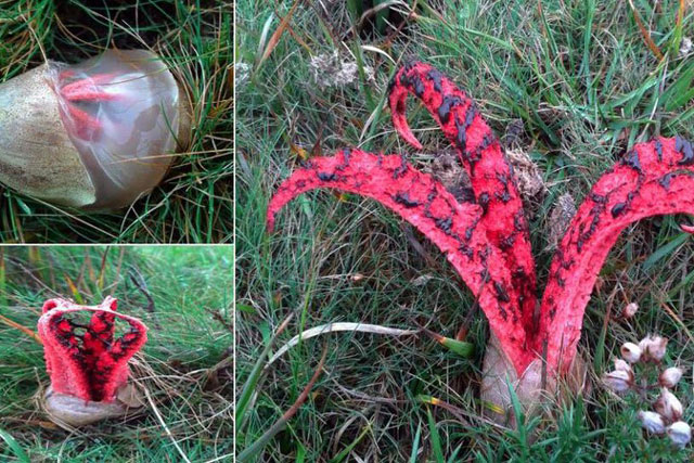 "Bàn tay quỷ" chui ra từ những quả trứng kỳ dị trong rừng, nhìn ghê sợ nhưng hóa ra là thứ cực kỳ quý hiếm