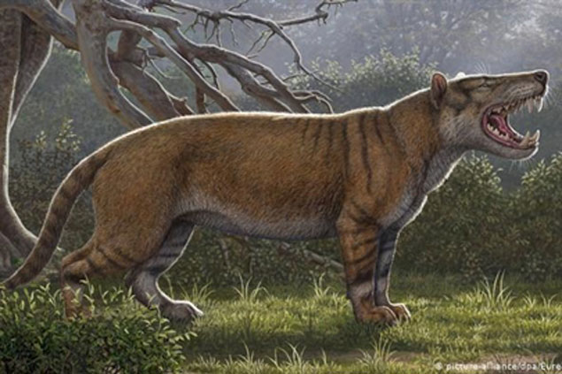 Phát hiện sư tử khổng lồ, ăn mồi to ngang voi