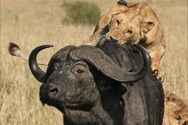 Sư tử 'lúc nhúc' trên lưng trâu rừng nặng gần một tấn