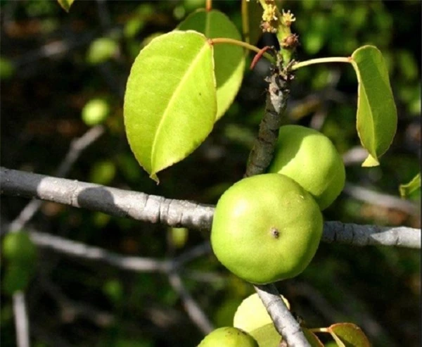 Quả Manchineel l&agrave; một&nbsp;lo&agrave;i thực vật&nbsp;cực độc nếu h&iacute;t phải m&ugrave;n cưa hoặc kh&oacute;i của c&acirc;y n&agrave;y trong phạm vi 9,1m c&oacute; thể dẫn đến một loạt biểu hiện kh&oacute; chịu như vi&ecirc;m thanh quản, ho, vi&ecirc;m phế quản. Hoặc đơn giản l&agrave; bị hứng nước mưa từ c&acirc;y cũng c&oacute; thể dẫn đến ph&aacute;t ban v&agrave; ngứa.