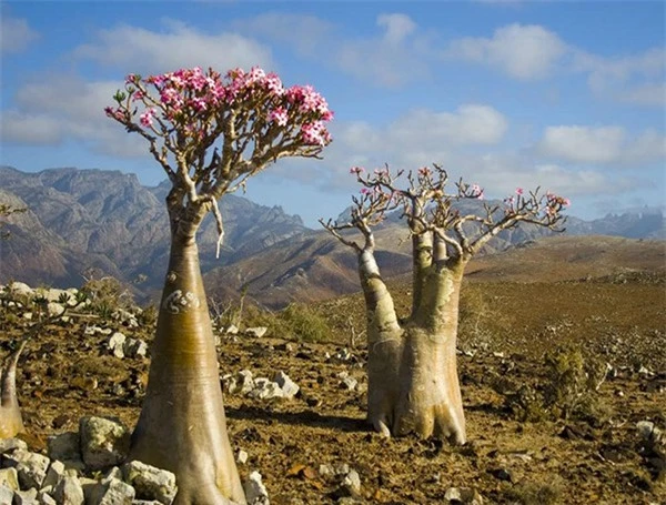 C&acirc;y Bottle l&agrave; một lo&agrave;i c&acirc;y c&oacute; d&aacute;ng y hệt một chiếc b&igrave;nh hoa, sinh trưởng tại đảo Socotra Namibia v&agrave; được coi l&agrave; một trong những&nbsp;lo&agrave;i c&acirc;y độc nhất tr&ecirc;n thế giới. Được biết, độc tố của n&oacute; nằm ở nhựa c&acirc;y.