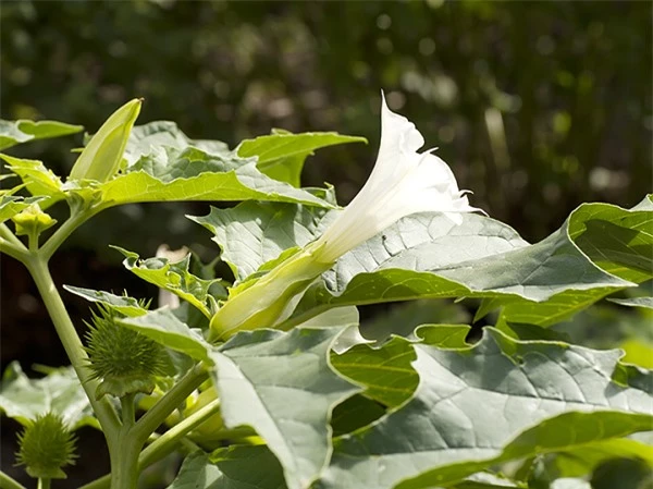 Jimsonweed l&agrave;&nbsp;c&acirc;y c&agrave; độc&nbsp;với những chiếc l&aacute; nhọn v&agrave; quả cũng c&oacute; gai nhọn. Quả của c&acirc;y n&agrave;y đặc biệt độc, ngay cả c&aacute;nh hoa v&agrave; mật hoa cũng c&oacute; chất độc. Loại độc trong c&acirc;y n&agrave;y l&agrave; atropine v&agrave; scopolamine.