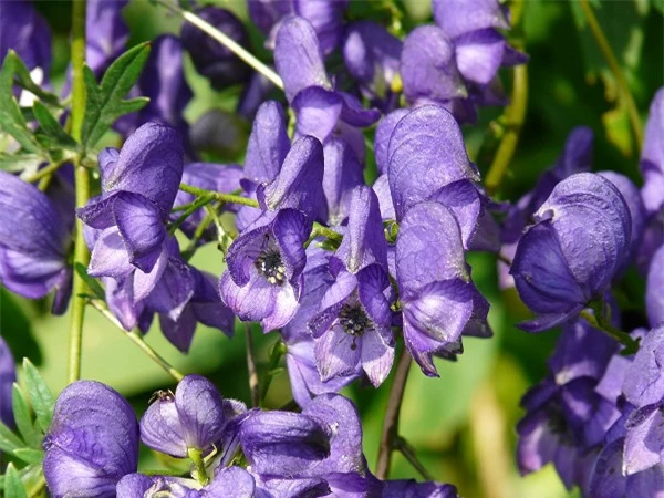 C&acirc;y phụ tử (Aconitum napellus) chứa độc tố aconitine g&acirc;y nguy hiểm cho những ai ăn phải thậm ch&iacute; l&agrave; chạm v&agrave;o n&oacute;. Ai bị ngộ độc thường c&oacute; triệu trứng tiết nhiều nước bọt, n&ocirc;n mửa, ti&ecirc;u chảy, cảm gi&aacute;c ngứa ran trong da, huyết &aacute;p v&agrave; tim bất thường, h&ocirc;n m&ecirc; v&agrave; đ&ocirc;i khi tử vong.