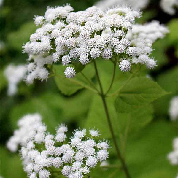 C&acirc;y White Snakeroot chứa chất tremetol - một loại ancol kh&ocirc;ng b&atilde;o h&ograve;a, c&ocirc;ng thức h&oacute;a học C16H22O3 - c&oacute; thể g&acirc;y ngộ độc nghi&ecirc;m trọng ở người v&agrave; gia s&uacute;c.