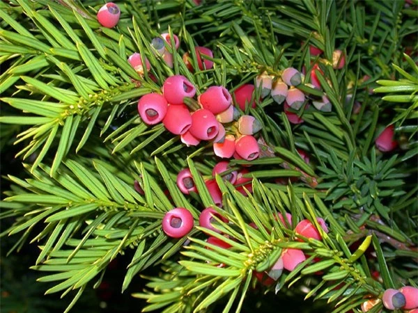 Thủy t&ugrave;ng English Yew (Taxus baccata) c&oacute; độc t&iacute;nh rất mạnh. Th&agrave;nh phần độc trong c&acirc;y l&agrave; alkaloids taxine, n&oacute; c&oacute; ở tất cả mọi bộ phận trừ lớp vỏ ngo&agrave;i của hạt. Độc c&oacute; thể dẫn đến những triệu chứng nghi&ecirc;m trọng như ch&oacute;ng mặt, kh&ocirc; miệng, gi&atilde;n đồng tử, suy nhược, nhịp tim bất thường v&agrave; dẫn đến tử vong.