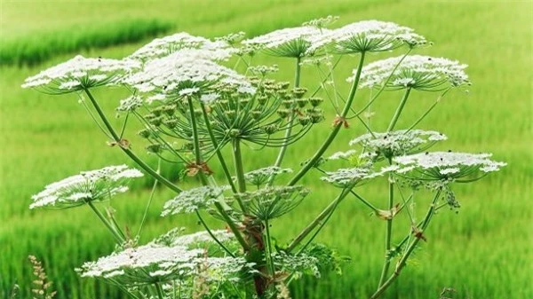 Ng&ograve; t&acirc;y khổng lồ (Heracleum mantegazzianum) g&acirc;y độc cho c&aacute;c lo&agrave;i động vật theo h&igrave;nh thức quang độc t&iacute;nh. H&oacute;a chất do c&acirc;y tiết ra khi tiếp x&uacute;c với da v&agrave; phản ứng với &aacute;nh s&aacute;ng mặt trời sẽ g&acirc;y bỏng.