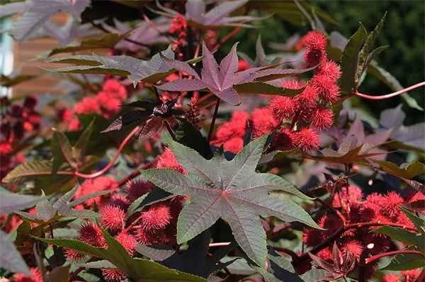 C&acirc;y thầu dầu (Ricinus communis) c&oacute; chứa chất ricin cực độc. Chất ricin g&acirc;y chết người bởi n&oacute; can thiệp v&agrave;o qu&aacute; tr&igrave;nh trao đổi chất của tế b&agrave;o cần thiết để duy tr&igrave; sự sống. Nạn nh&acirc;n c&oacute; thể n&ocirc;n mửa, ti&ecirc;u chảy v&agrave; co giật một tuần trước khi chết v&igrave; suy tạng.