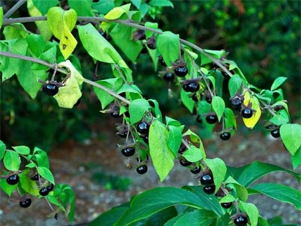 C&acirc;y Belladonna chứa c&aacute;c ch&acirc;́t ancaloit đ&ocirc;̣c hại. Ăn khoảng 2-5 quả c&acirc;y này l&agrave; g&acirc;y chết người, hoặc đơn giản l&agrave; ăn một l&aacute;. N&oacute; g&acirc;y ra một loạt c&aacute;c triệu chứng kỳ qu&aacute;i, nhưng nguy hiểm nhất l&agrave; sự gi&aacute;n đoạn hơi thở, nhịp tim, đổ mồ h&ocirc;i.