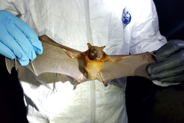 Chuyên gia Singapore cảnh báo đại dịch mới do virus SARS-CoV-3