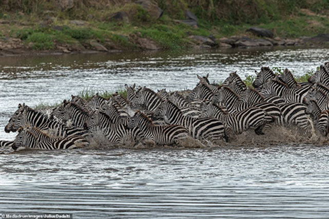 Kinh hãi cá sấu ngoạm đầu ngựa vằn: Có phép màu?