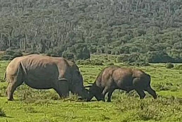 Trâu rừng chơi ngông bị tê giác húc tung người