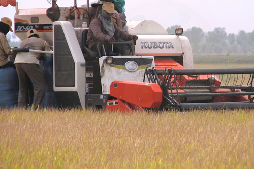 Ai giúp các nông hộ giảm giá thành sản xuất lúa?