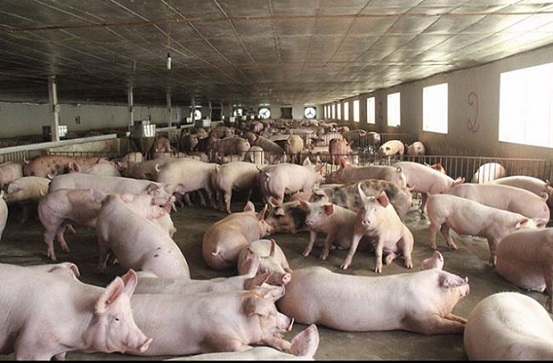 Tổng kim ngạch xuất khẩu sản phẩm chăn nuôi tăng, giá thịt lợn thị trường nội địa giảm sâu