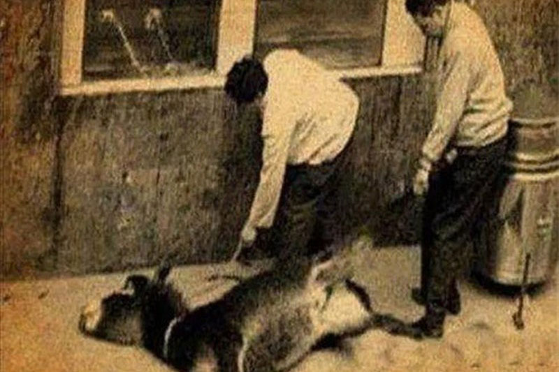 Lừa tùng xẻo: Món ăn tàn nhẫn có từ thời cổ đại, vị ngon nhưng cách làm quá hãi hùng