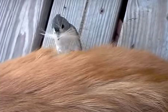 Lũ chim nhỏ con cả gan nhổ lông động vật sống về lót tổ