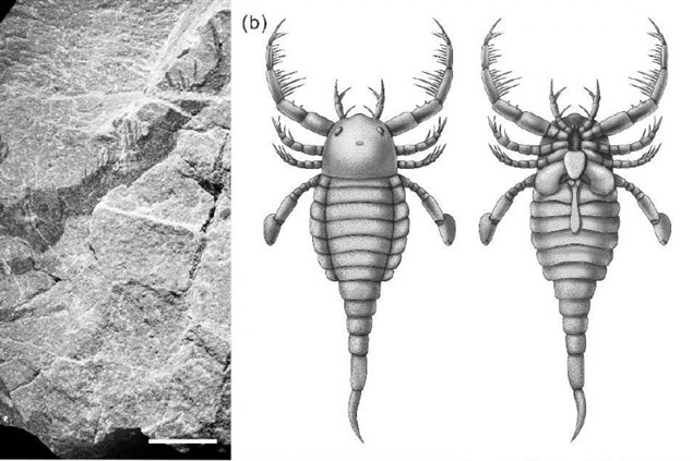 Trung Quốc phát hiện hóa thạch 'bọ cạp biển' 430 triệu năm