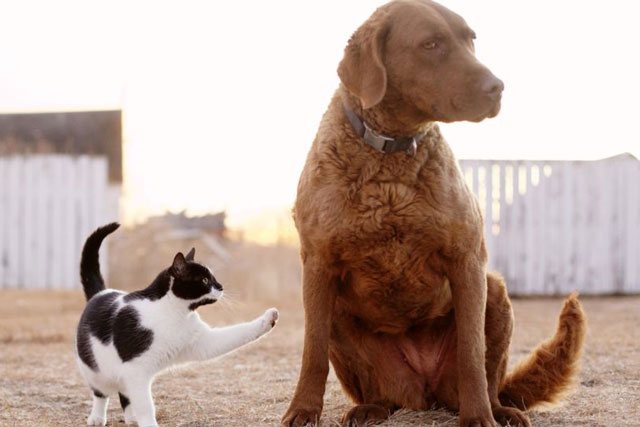 Chó và mèo, loài nào thông minh hơn?