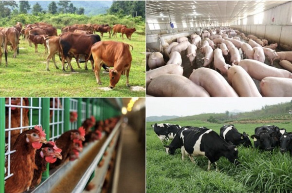 Kiến nghị Chính phủ 5 vấn đề giúp ngành chăn nuôi vượt qua thách thức lớn từ đại dịch