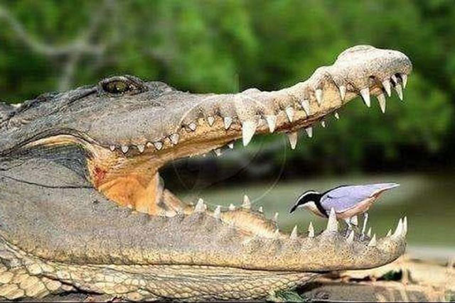 Thót tim cảnh chim xỉa răng cho cá sấu