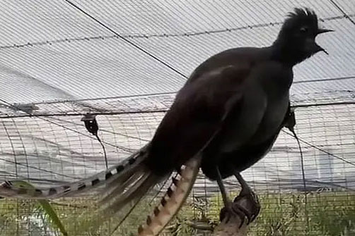 Chim học lỏm tiếng trẻ con, gào khóc inh ỏi vườn thú