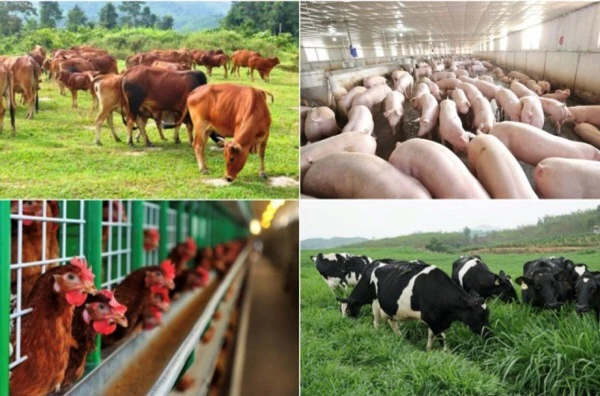 Kiến nghị Chính phủ 5 vấn đề giúp ngành chăn nuôi vượt qua thách thức lớn từ đại dịch.