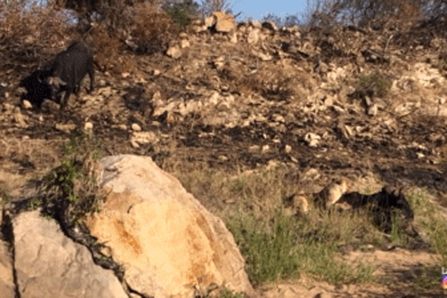 Sư tử cái đơn độc tấn công trâu rừng thì bị 'bóng đen' đánh đuổi, kết quả bất ngờ!