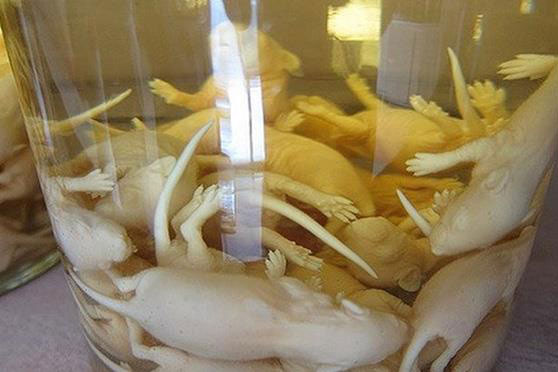 Phát hiện bình rượu giữa lăng mộ hoàng tử: Đội khảo cổ vừa mở nắp đã thót tim vì 3 sinh vật bên trong!