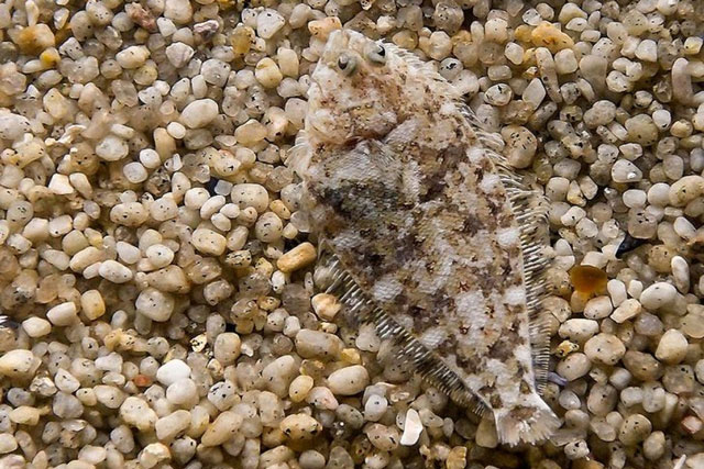 Kinh ngạc trước khả năng ngụy trang "siêu đẳng" của động vật trong tự nhiên