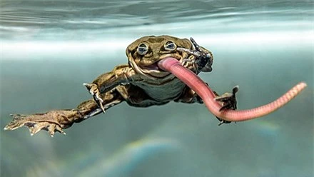 Ếch bìu! Loài ếch khổng lồ Peru đang bị đe dọa nghiêm trọng và chỉ sống ở hồ Titicaca ở biên giới Bolivia và Peru - Ảnh 1.