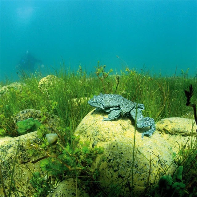 Ếch bìu! Loài ếch khổng lồ Peru đang bị đe dọa nghiêm trọng và chỉ sống ở hồ Titicaca ở biên giới Bolivia và Peru - Ảnh 3.