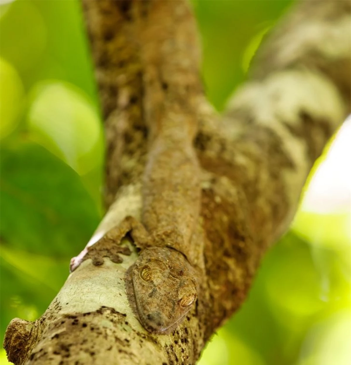 Phải nhìn thật kỹ chúng ta mới có thể phát hiện ra điểm bất thường trong bức ảnh này.