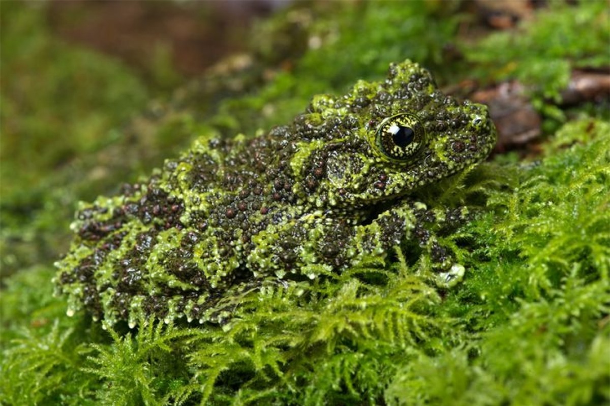 Một con ếch với bộ da trông chẳng khác nào một đám rêu, giúp nó dễ dàng hòa mình vào thiên nhiên để bắt mồi và tránh kẻ săn mồi.