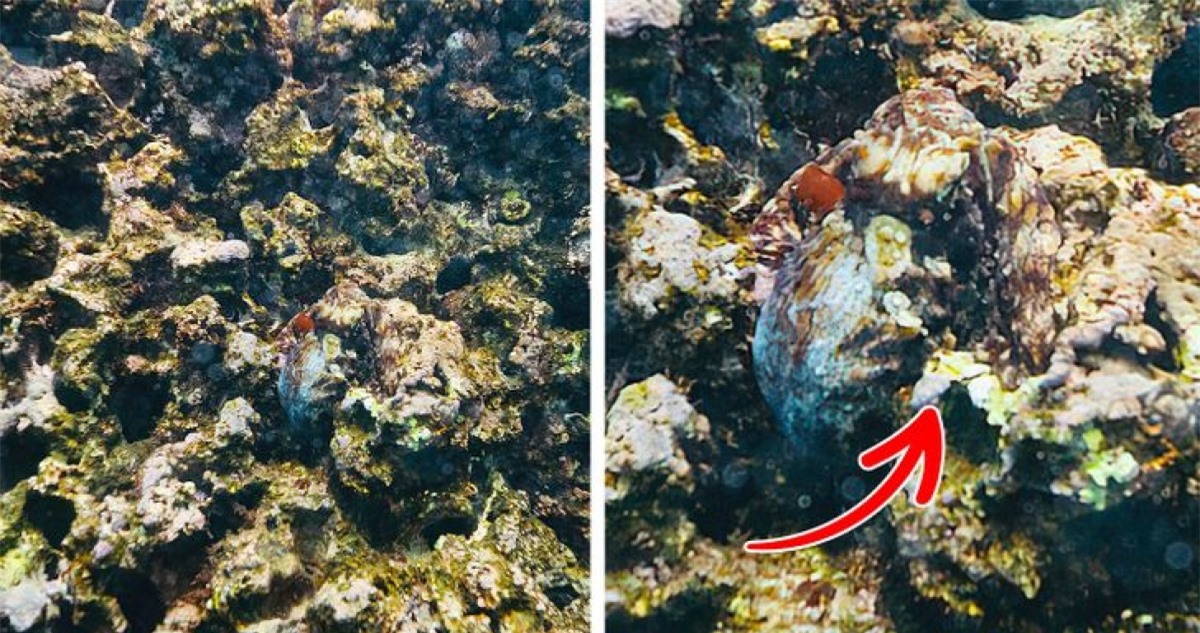 Một chú bạch tuộc đang ẩn mình dưới biển với khả năng ngụy trang tuyệt đỉnh.