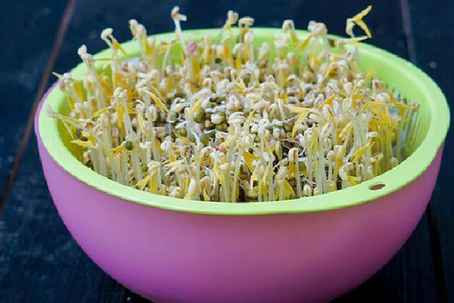 Cách làm giá đỗ từ đỗ xanh, đỗ đen và đỗ tương, giãn cách không đi chợ vẫn có giá tươi ngon