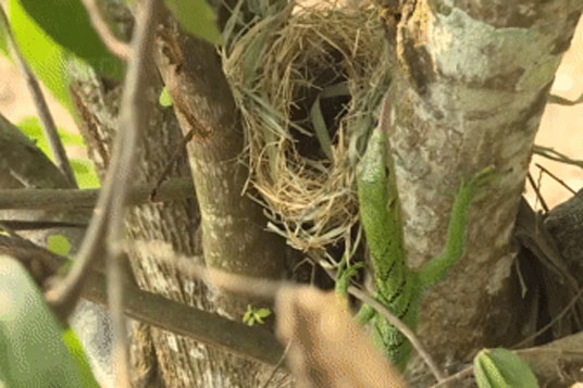 Thằn lằn leo tận cành cây cao rồi thò đầu vào tổ chim, kết cục sẽ ra sao?