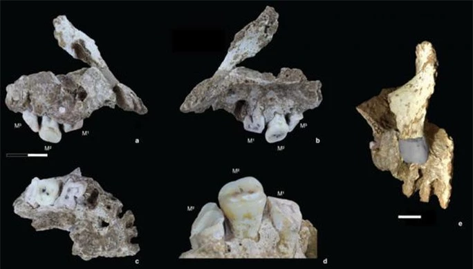 Báu vật 20.000 năm tiết lộ người châu Á kỷ băng hà lai với loài người ma? - Ảnh 3.
