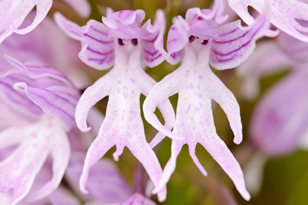 Những loài thực vật có hình dạng giống bộ phận cơ thể người, có loài gắn với truyền thuyết "nhân quả" cho người đàn ông bội bạc